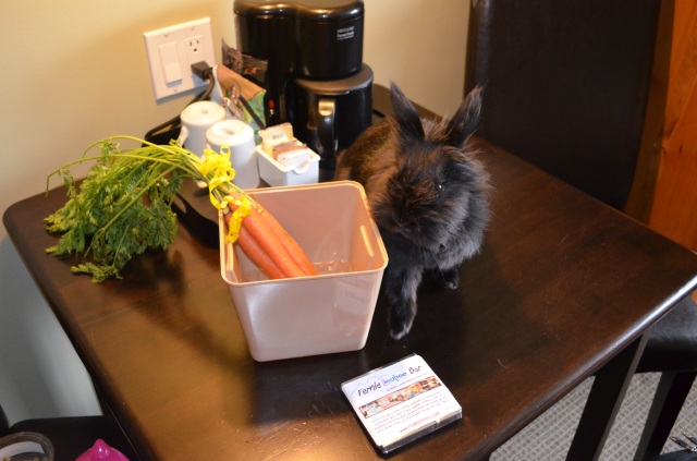 Pepper, a Calgary bunny, visits Fernie | British Columbia | Canada | Travel Adventures | Larkycanuck.com