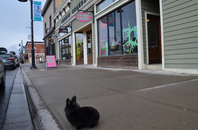 Pepper, a Calgary bunny, visits Fernie | British Columbia | Canada | Travel Adventures | Larkycanuck.com
